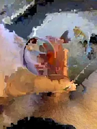 BigCurtis_D webcam model stream image