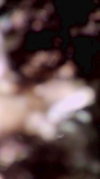 Ladyboyforyou webcam model stream image