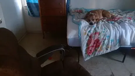 DADDY_KANE8--- webcam model stream image