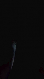 franch_xxx webcam model stream image