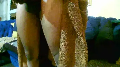 SHORTGUN_STALLION webcam model stream image