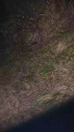 OmbraCremisi99 webcam cam4 model stream image