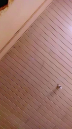 virginpussy56 webcam model stream image