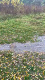 porcobg18 webcam model stream image