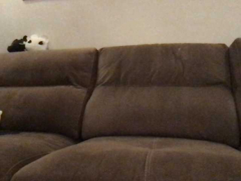 MaggieModest webcam model stream image