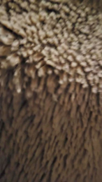 Duro0784 webcam model stream image