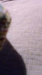 teddy2008 webcam model stream image