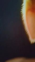 ClaudiaCarlo75 webcam model stream image