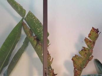 came-a-lot webcam bongacams model stream image