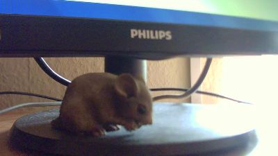 stetson_01 webcam model stream image