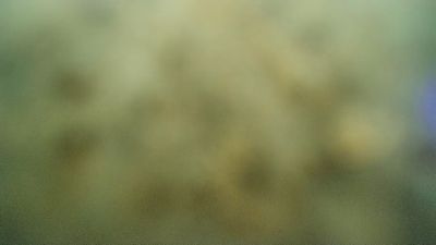 Papillondusud webcam model stream image