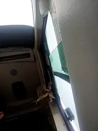 alexchir4 webcam stripchat model stream image