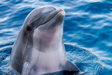 DDDelfino webcam model stream image