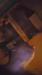 bigdickboogietx webcam model stream image