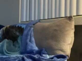 carmenbabii250 webcam model stream image