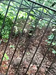 zgmfx4o0a webcam model stream image