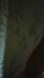 Francescaleo webcam model stream image