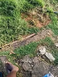 dolphiinn webcam model stream image