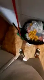 tula_chyk webcam stripchat model stream image