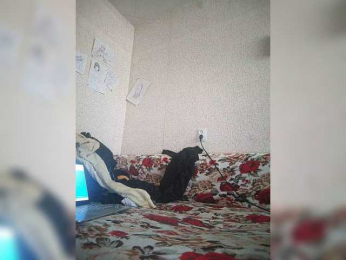 DixonYSexy webcam bongacams model stream image