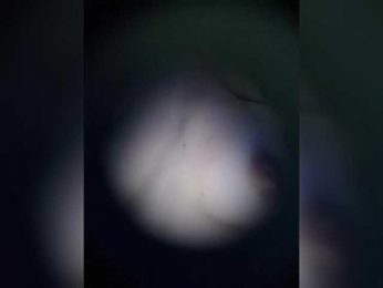 OkSunaMoon webcam model stream image