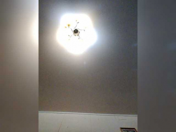 Lesik3500 webcam model stream image