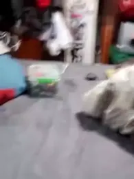 BossChick1625 webcam stripchat model stream image