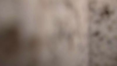 pet_bras webcam model stream image