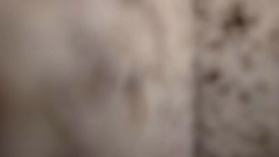 pet_bras webcam model stream image