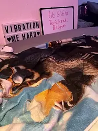 secret_dream415 webcam stripchat model stream image