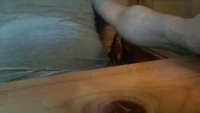 porcinoTN webcam model stream image