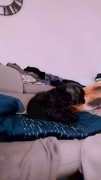 Melisissy44 webcam model stream image