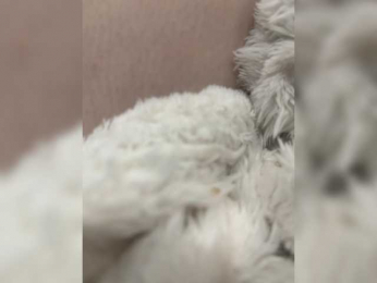 CuteKitty00 bongacams stream image