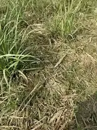 Miss_Ayesha stripchat stream image, 20.04.2025 01:10